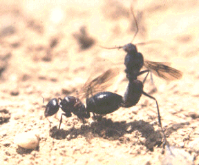 Cataglyphis ibrica copulando