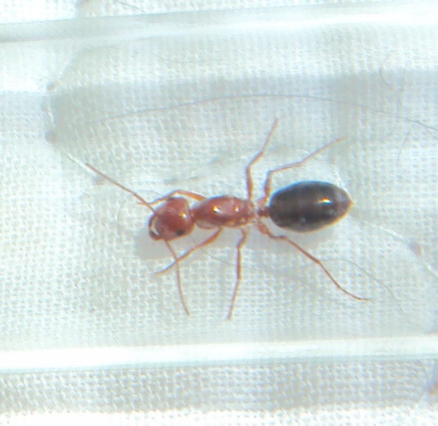 Cataglyphis sp. 1