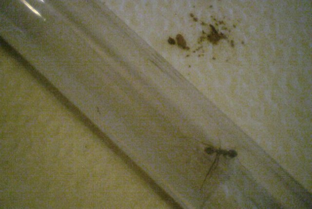 cataglyphis?