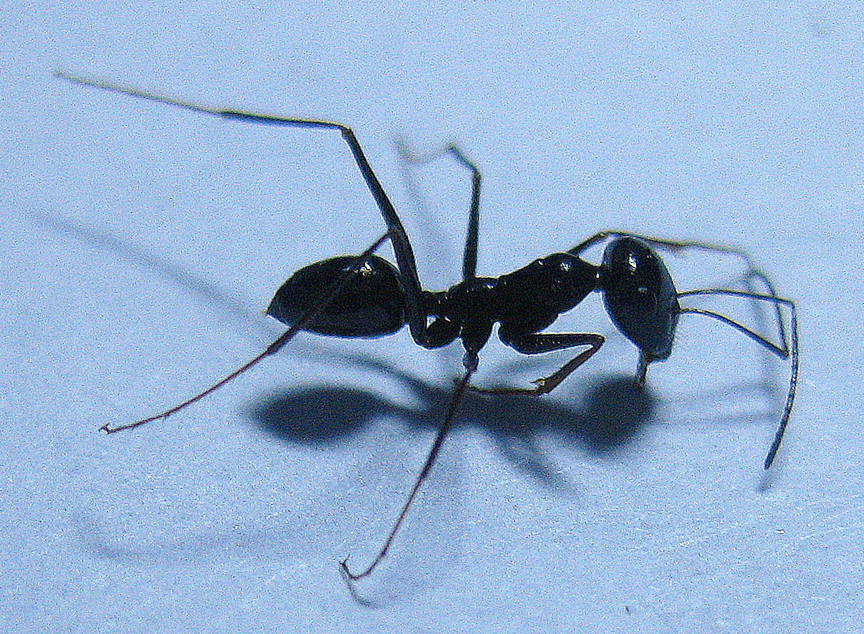 cataglyphis