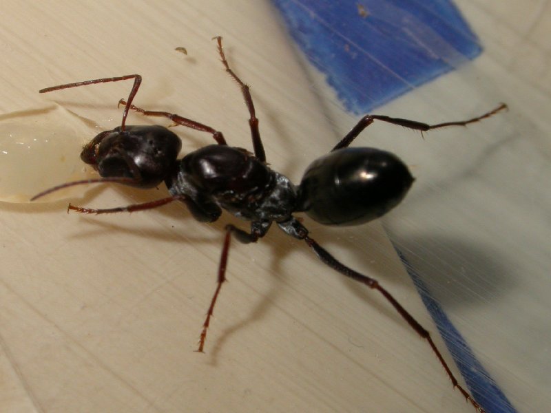 reina cata