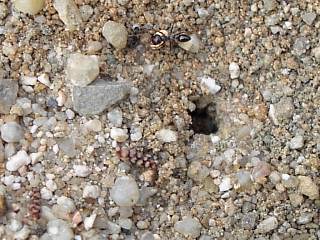 Cataglyphis de la Sierra de Carrascoy