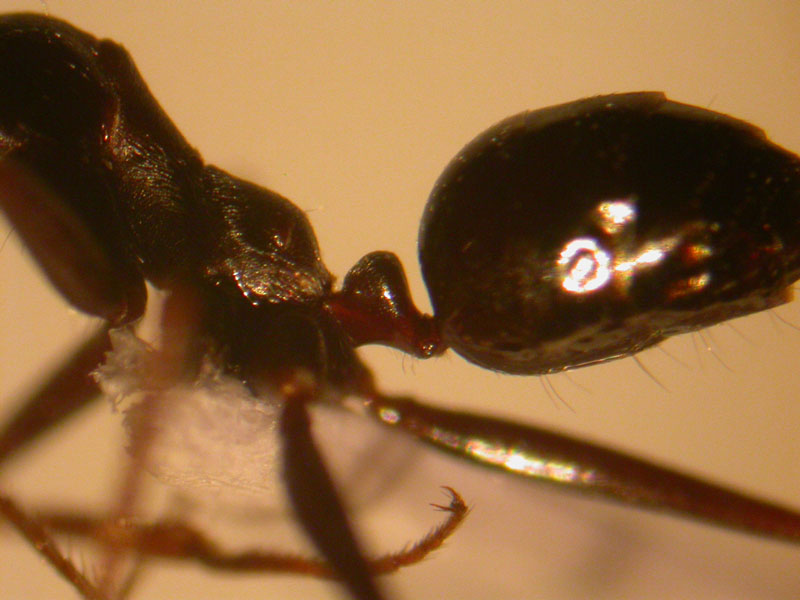 Cataglyphis rosenhaueri?