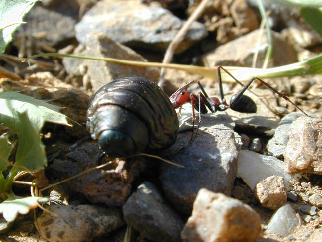 cataglyphis y larvas2