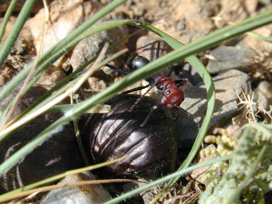 cataglyphis y larvas