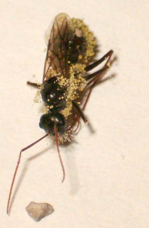 Reina Cata muerta