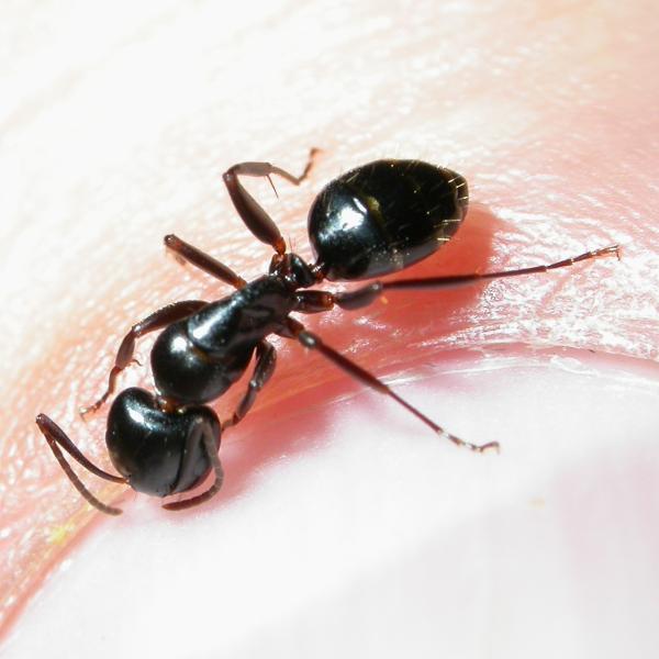 camponotus fallax