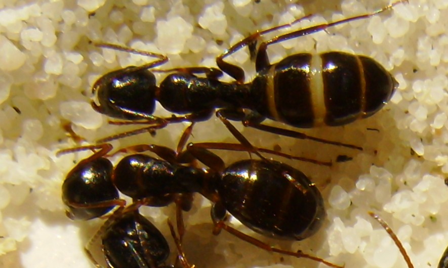 Camponotus