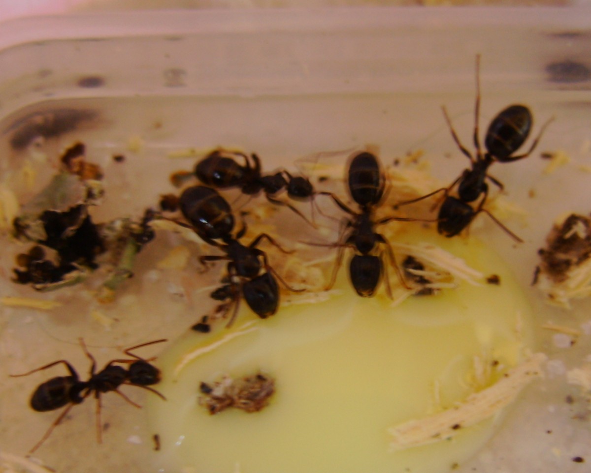 Camponotus