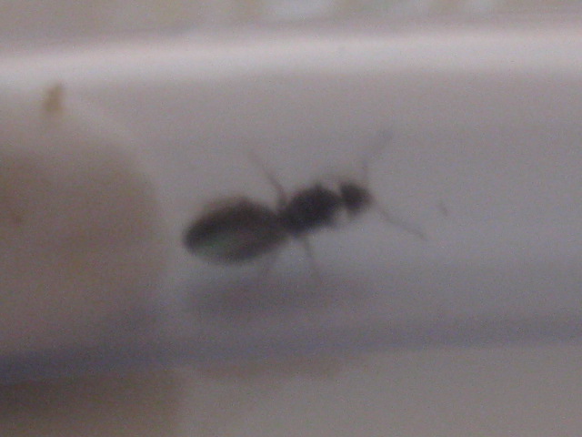 reina identificar