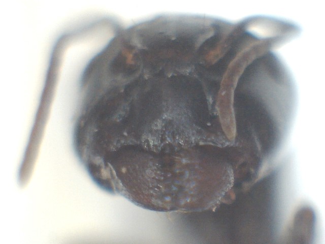 frontal
