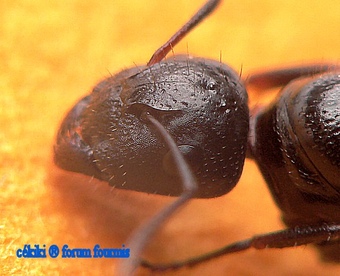 cabeza reina Camponotus fallax