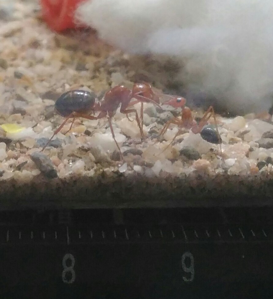 C. rosenhaueri 13jun18