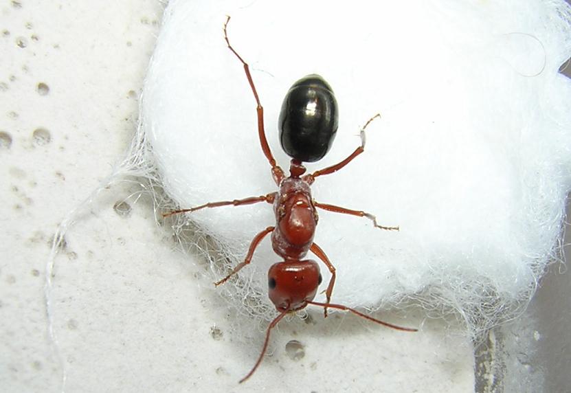 Reina Cataglyphis rosenhaueri