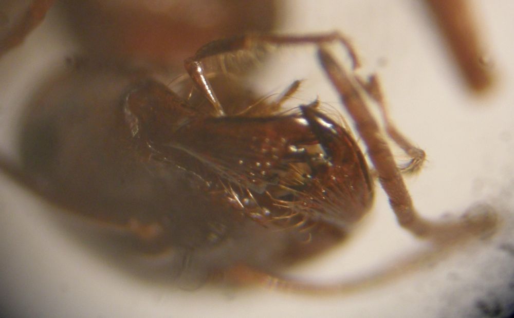 reina cata