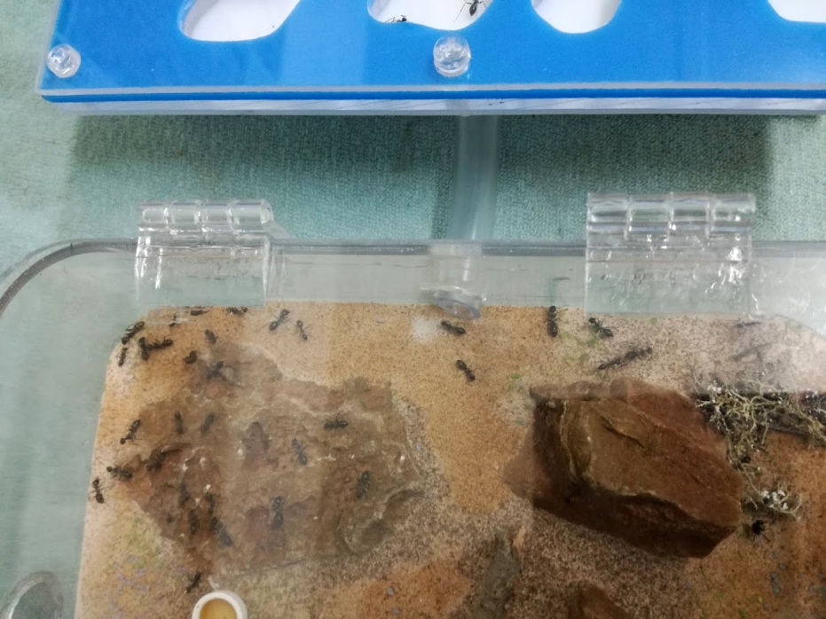 BlueCatas3