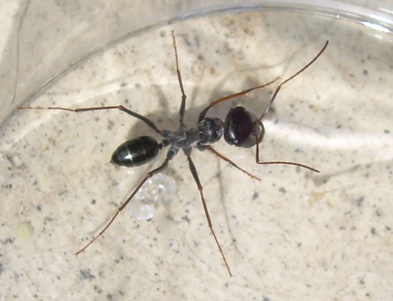 Cataglyphis Ibericus 1