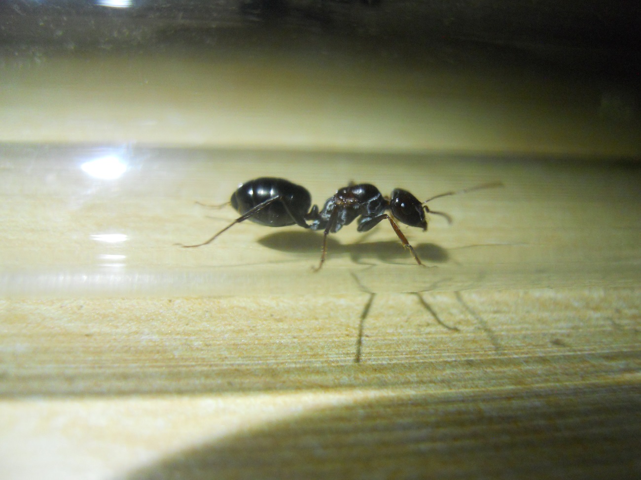 cata ibericus?