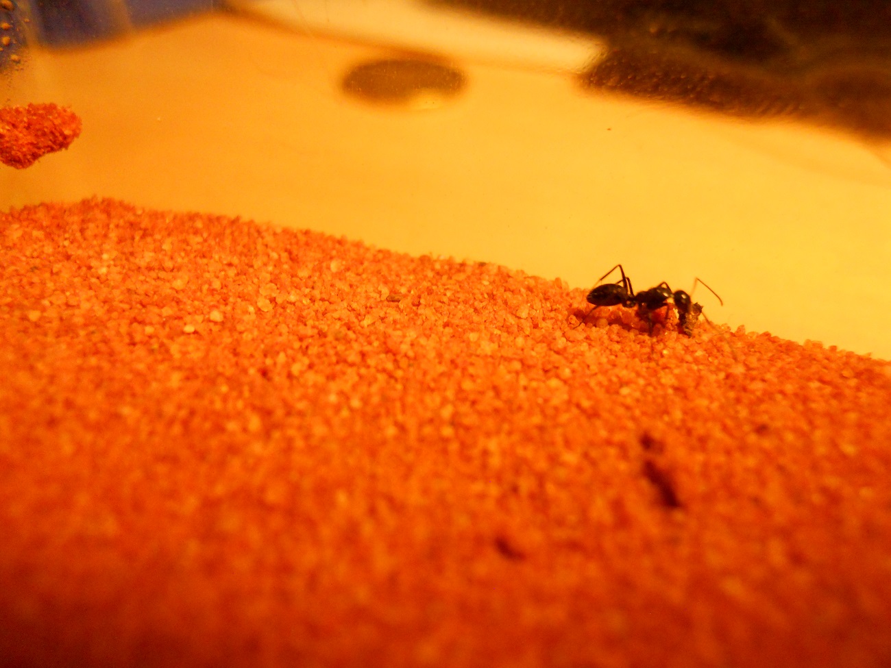 cata Ibericus?