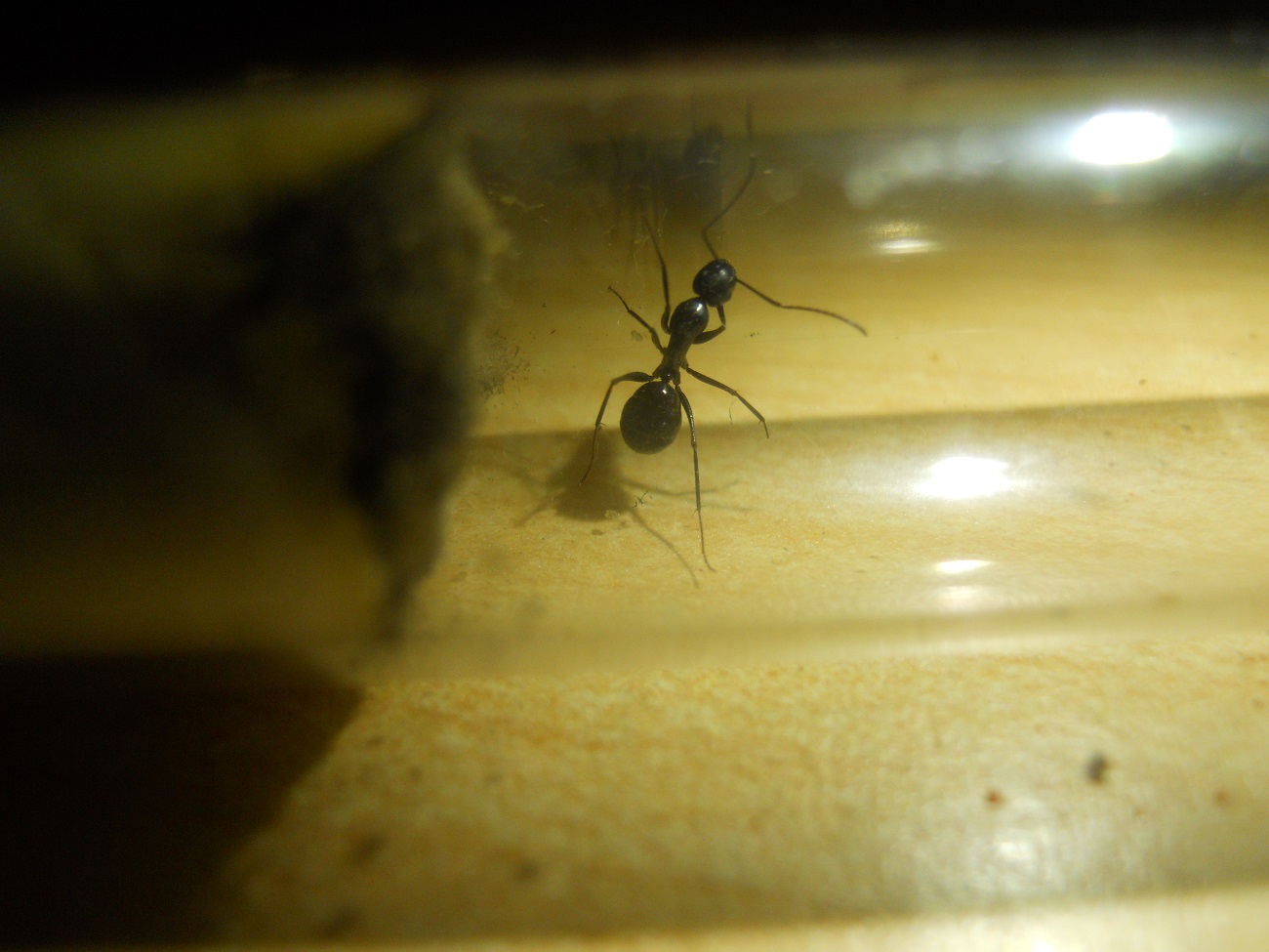 cata Ibericus?