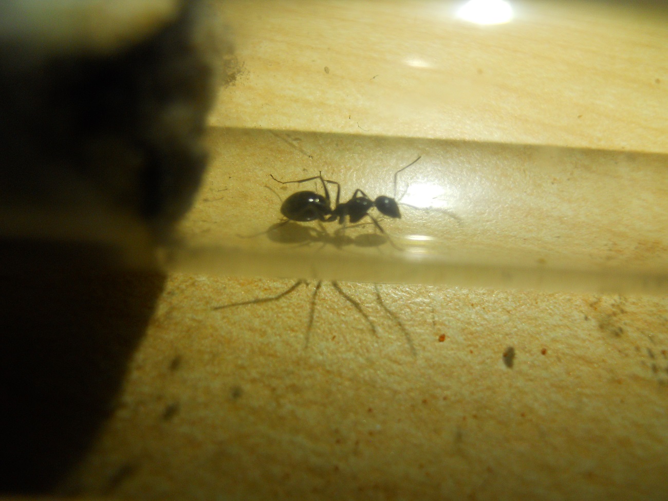 cata Ibericus?