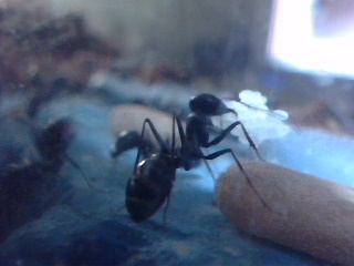 Cata 3 Alilibo