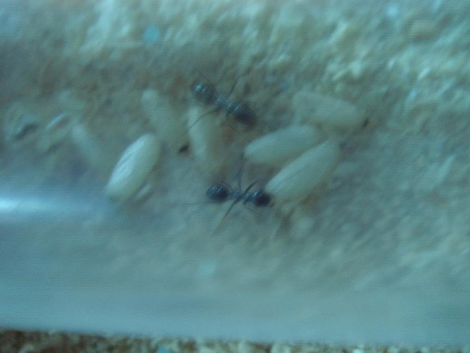 PayoCapullosCata