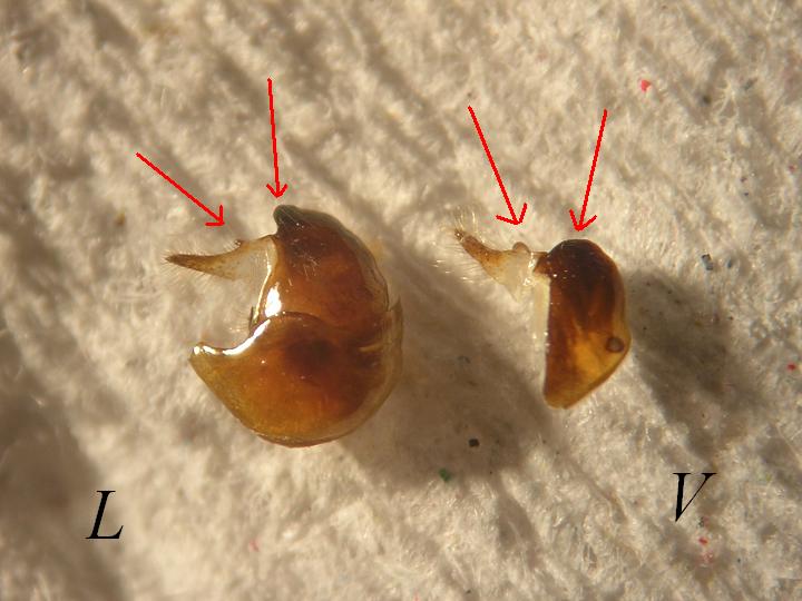 Genitalia del macho.