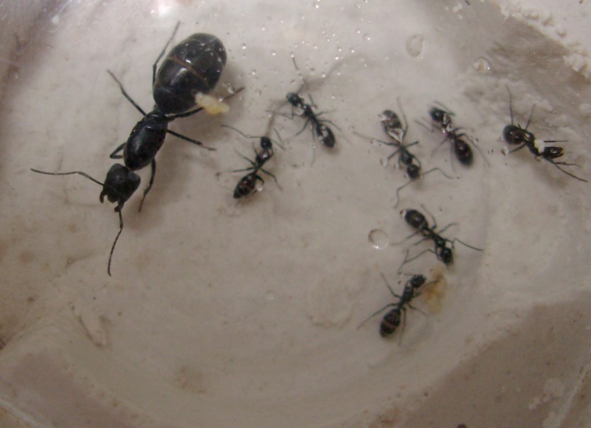 Camponotus foreli