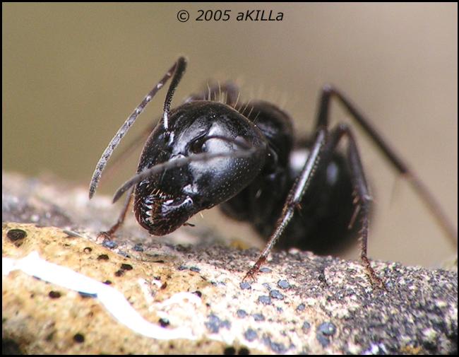 Camponotus foreli