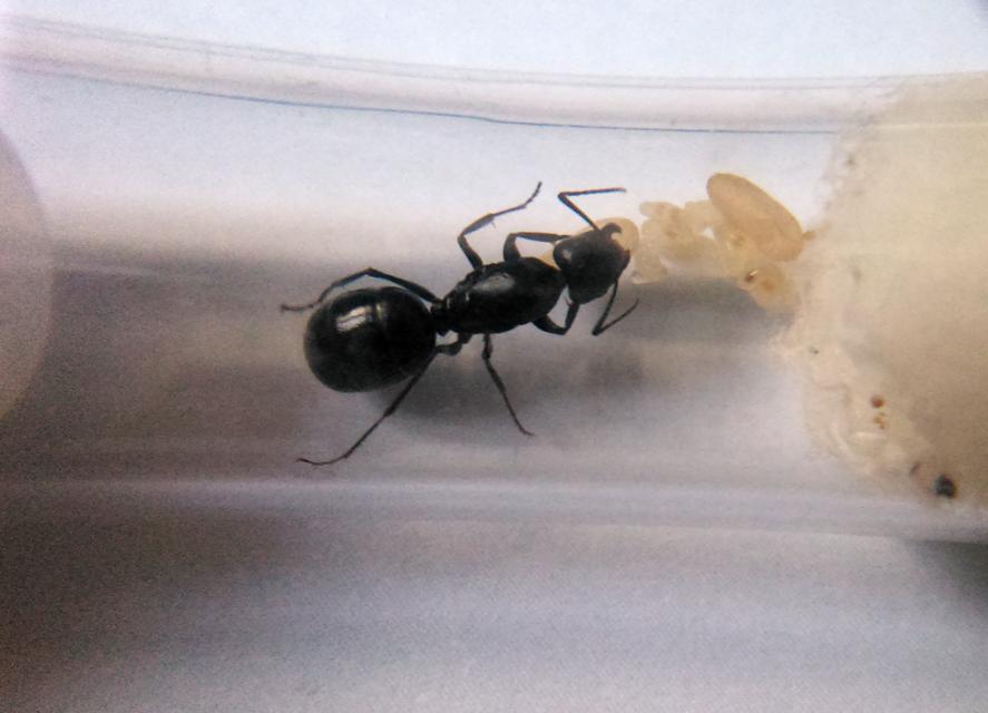 Camponotus foreli