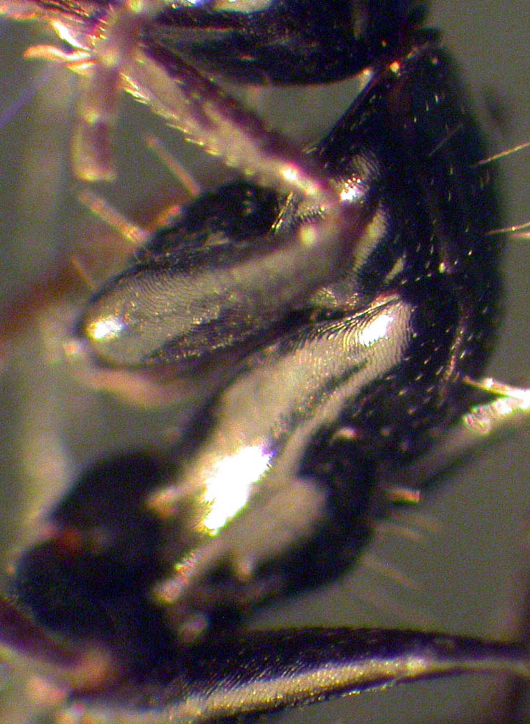 camponotus sp�?