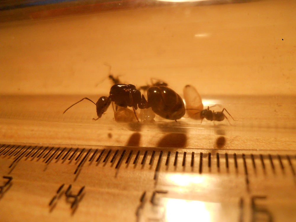 camponotus Foreli?