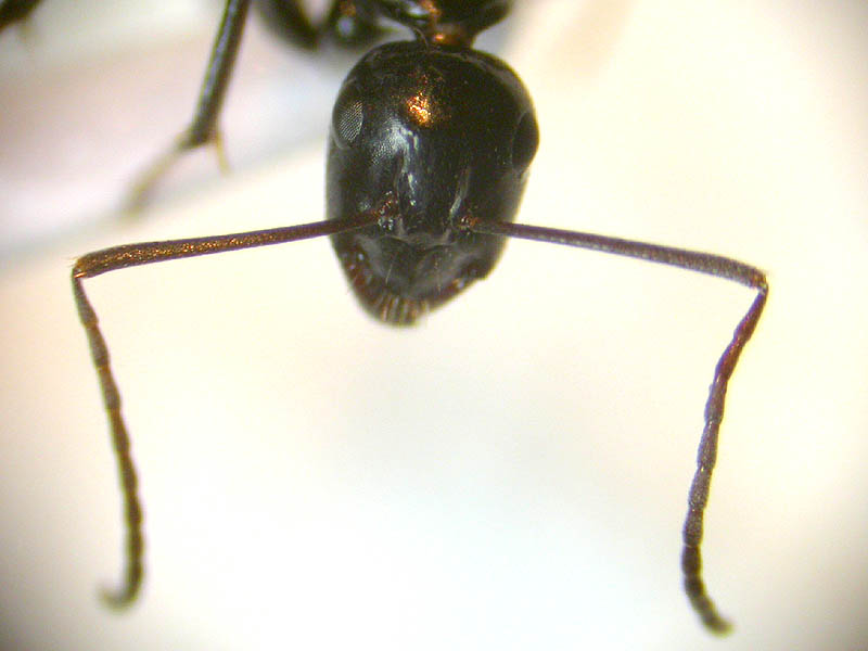 camponotus