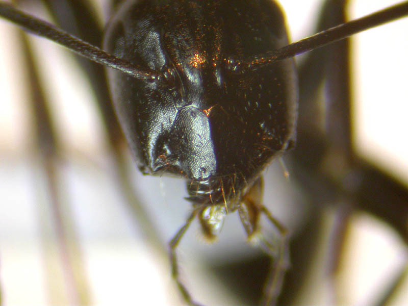 camponotus