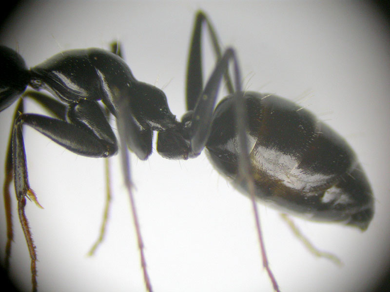 camponotus amaurus??
