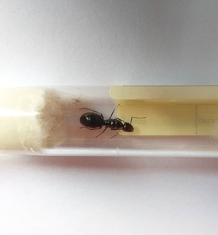 Camponotus foreli