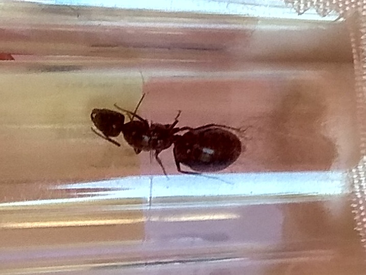 Camponotus foreli