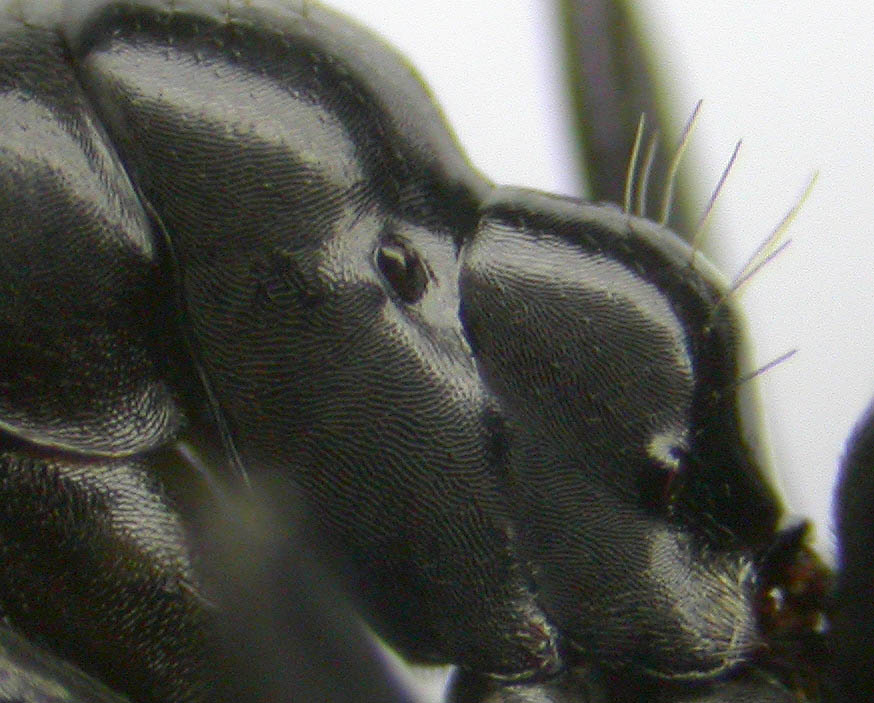 camponotus amaurus??