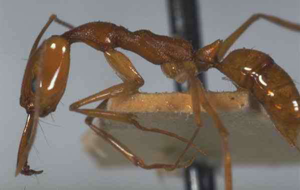 foto de zauron especie de venezuela sin identificar
