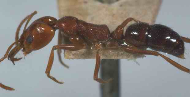 foto de zauron especie de venezuela sin identificar