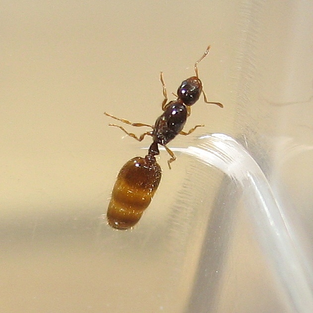 Reina caida del cielo