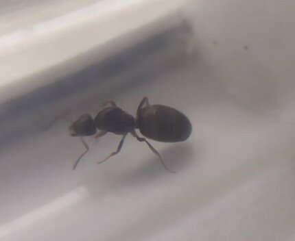 Reina sin identificar(3) 07/08/2019