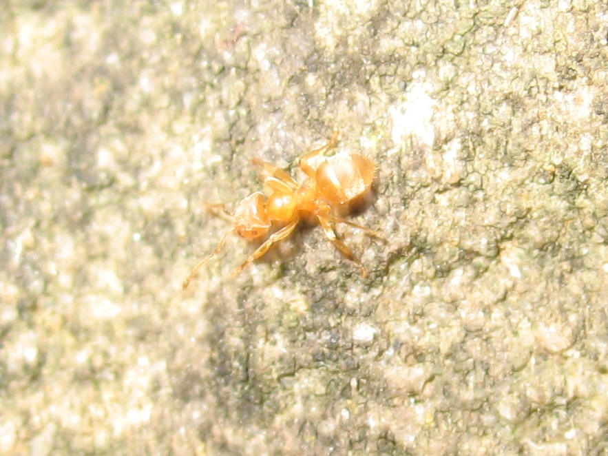 Naranjita1