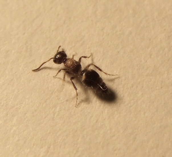 esto es una hormiga??