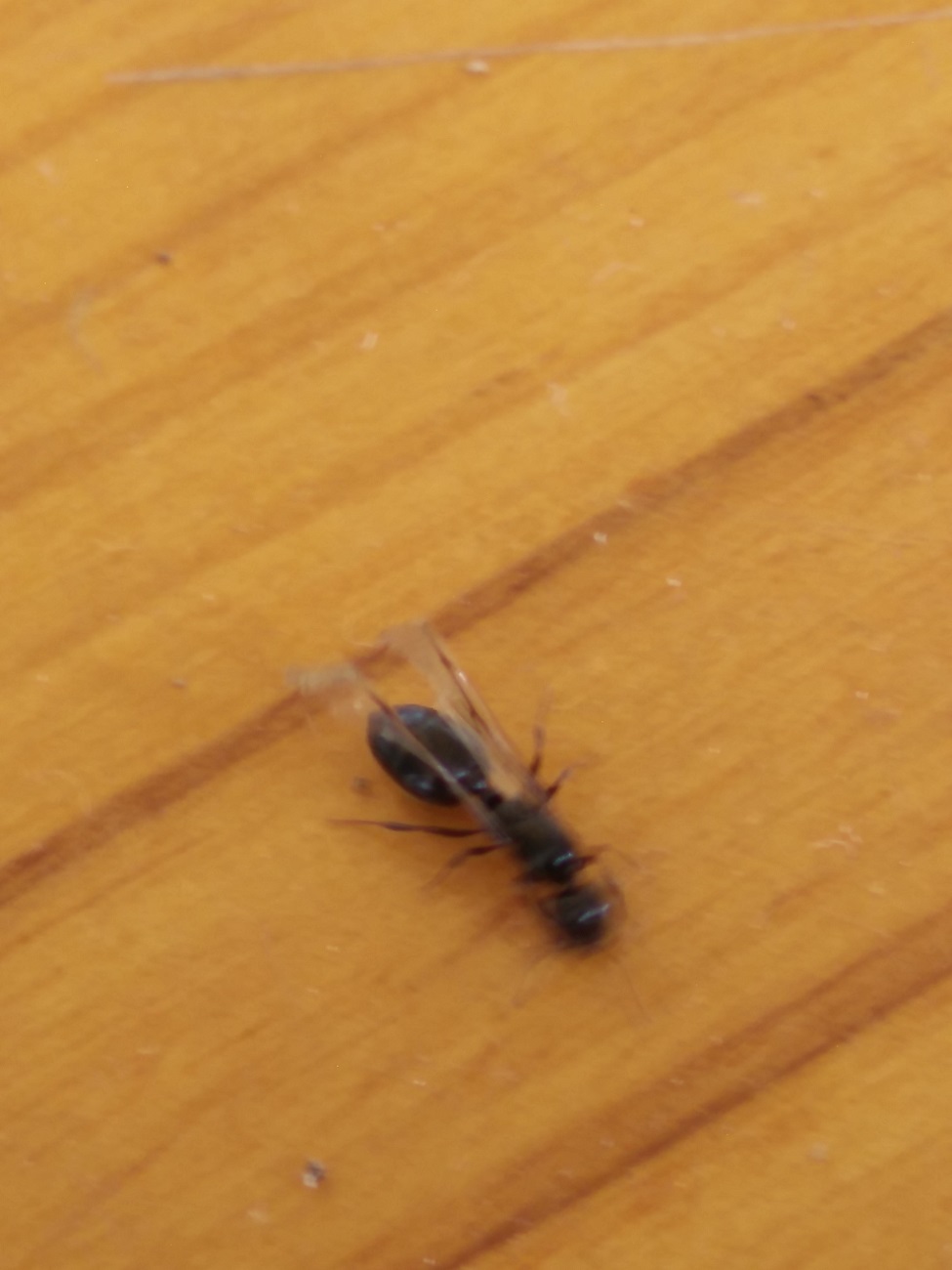 1.3 identificar