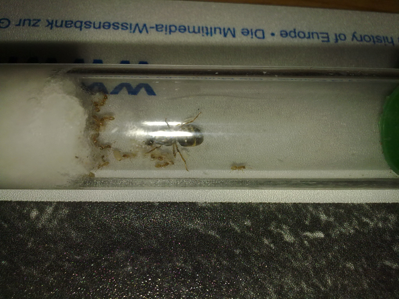Lasius flavus?