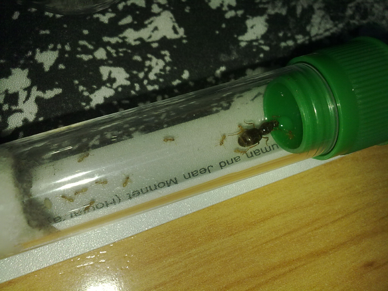 Lasius flavus?