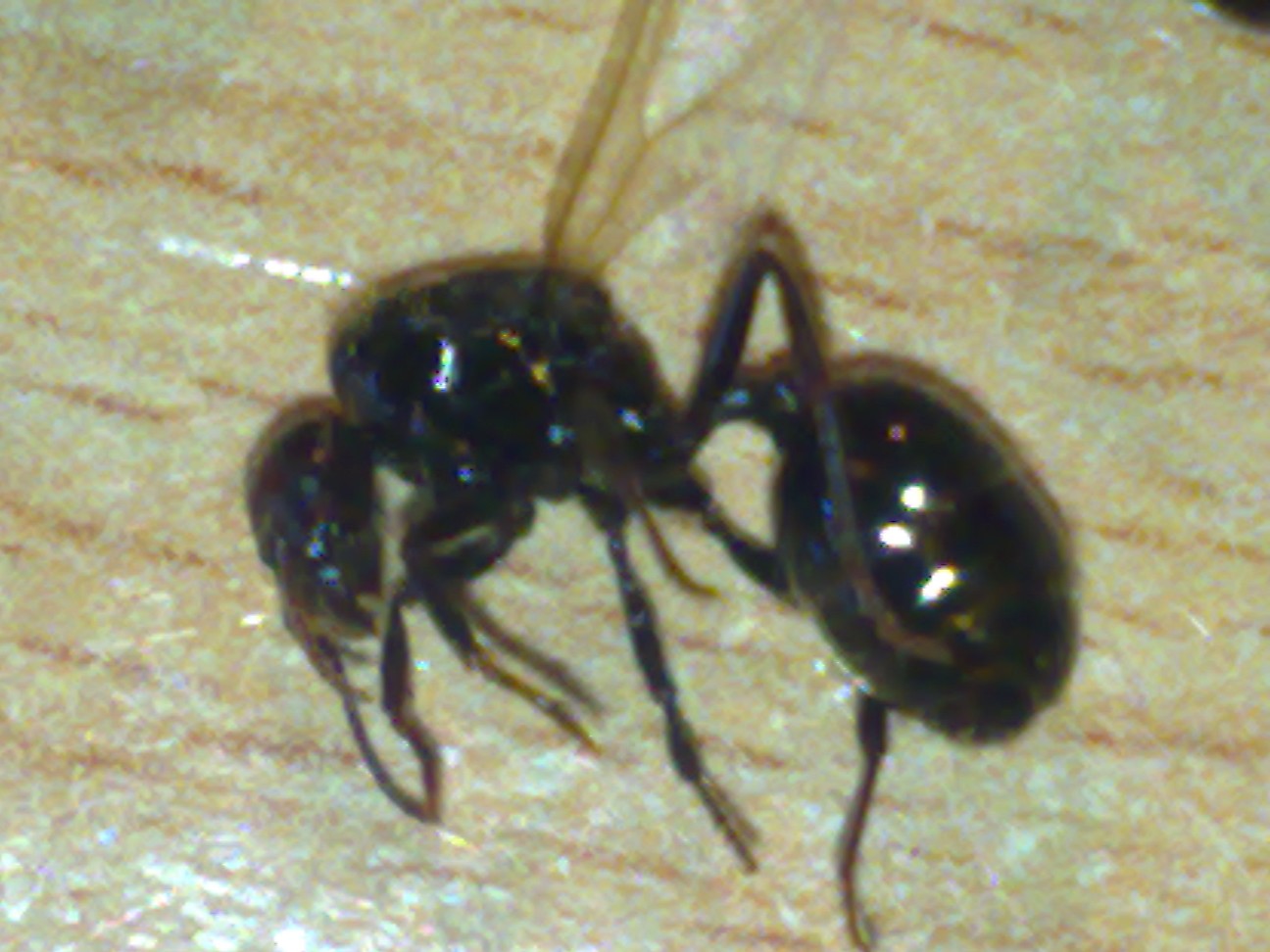reinagaluis
