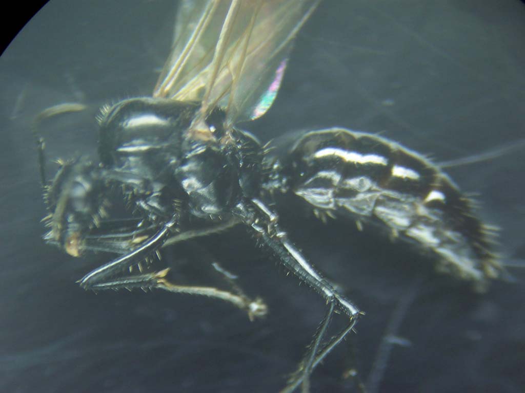 Posible macho Camponotus lateralis